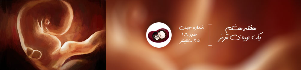 هفته هشتم بارداری