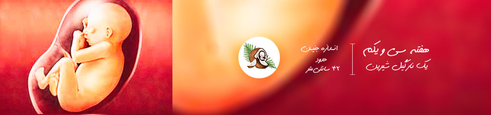 هفته سی و یکم بارداری