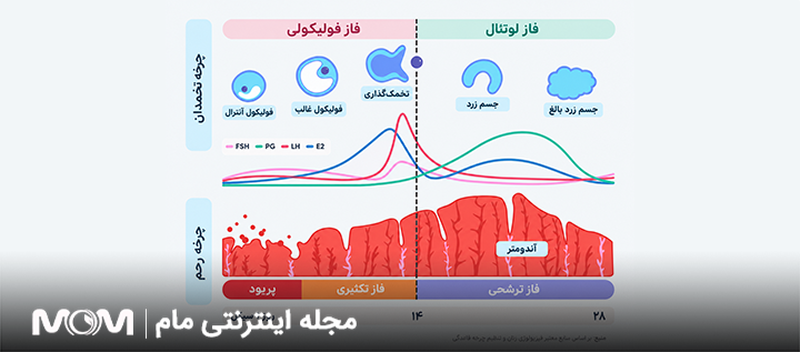 فاز لوتئال