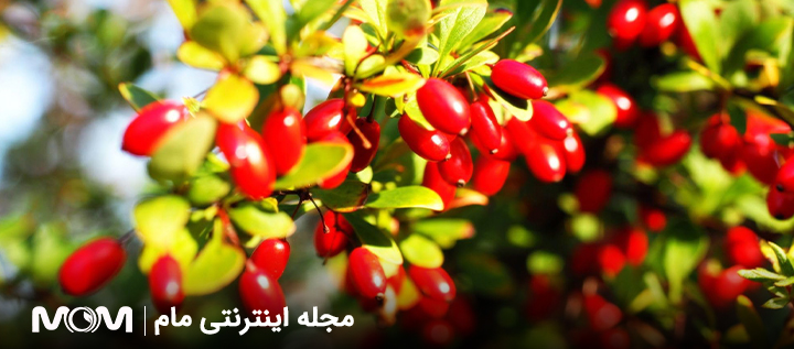 مصرف زغال اخته در بارداری