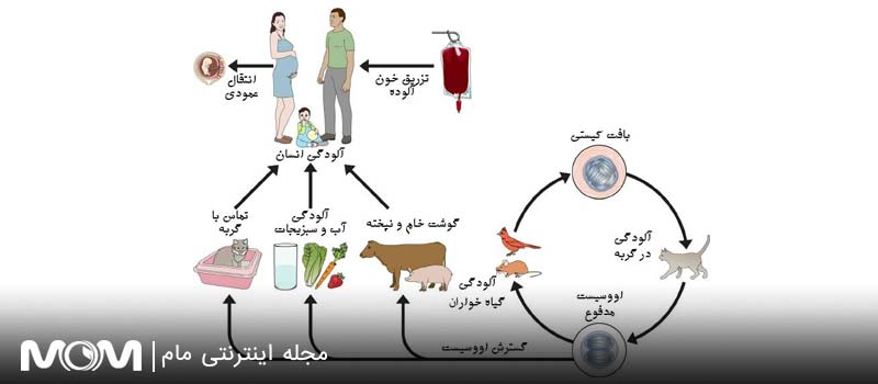 توکسوپلاسموز در بارداری