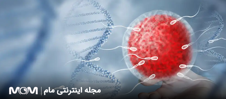 نقش آنتی اکسیدان در بهبود کیفیت تخمک