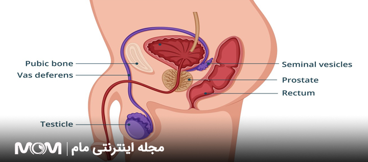 اندازه نرمال پروستات