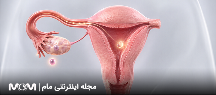 امکان بارداری با یک لولهی رحم