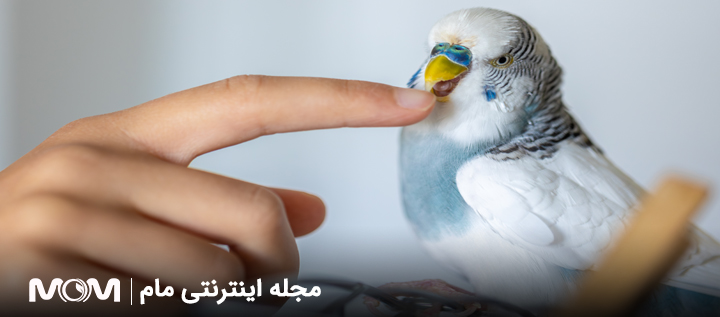 نگهداری از پرنده در دوران بارداری