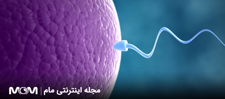 بهترین مکمل تقویت تخمک برای افزایش شانس باروری