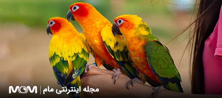نگهداری از پرنده در بارداری
