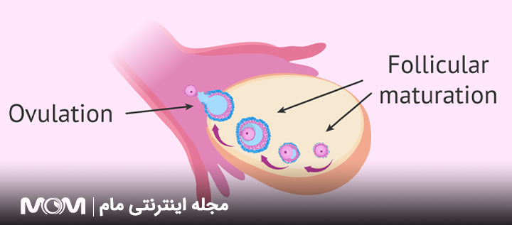تغییرات میل جنسی در سیکل قاعدگی