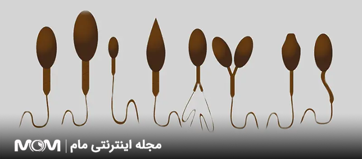 مورفولوژی یا شکل طبیعی اسپرم
