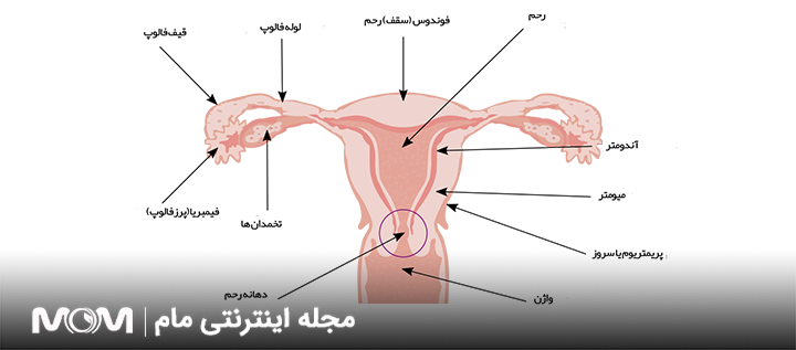 رحم چیست؟ ساختار، عملکرد و نقش آن در بدن زنان