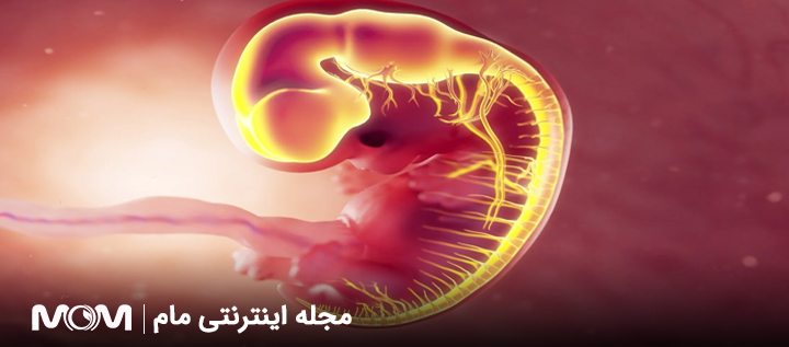 راه های تقویت هوش جنین
